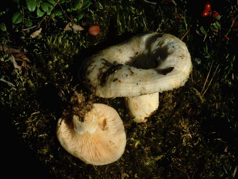 Specie interessanti dalla LAPPONIA due